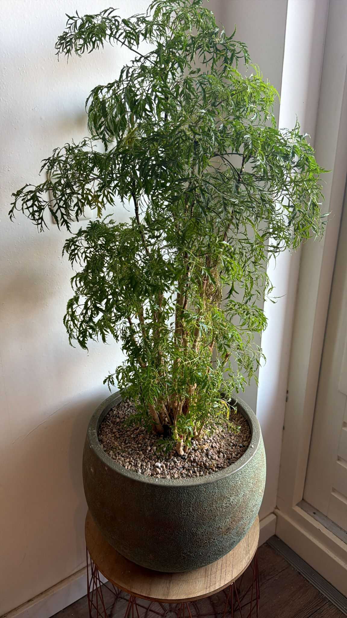 Plant met grit-toplaag in een stenen pot